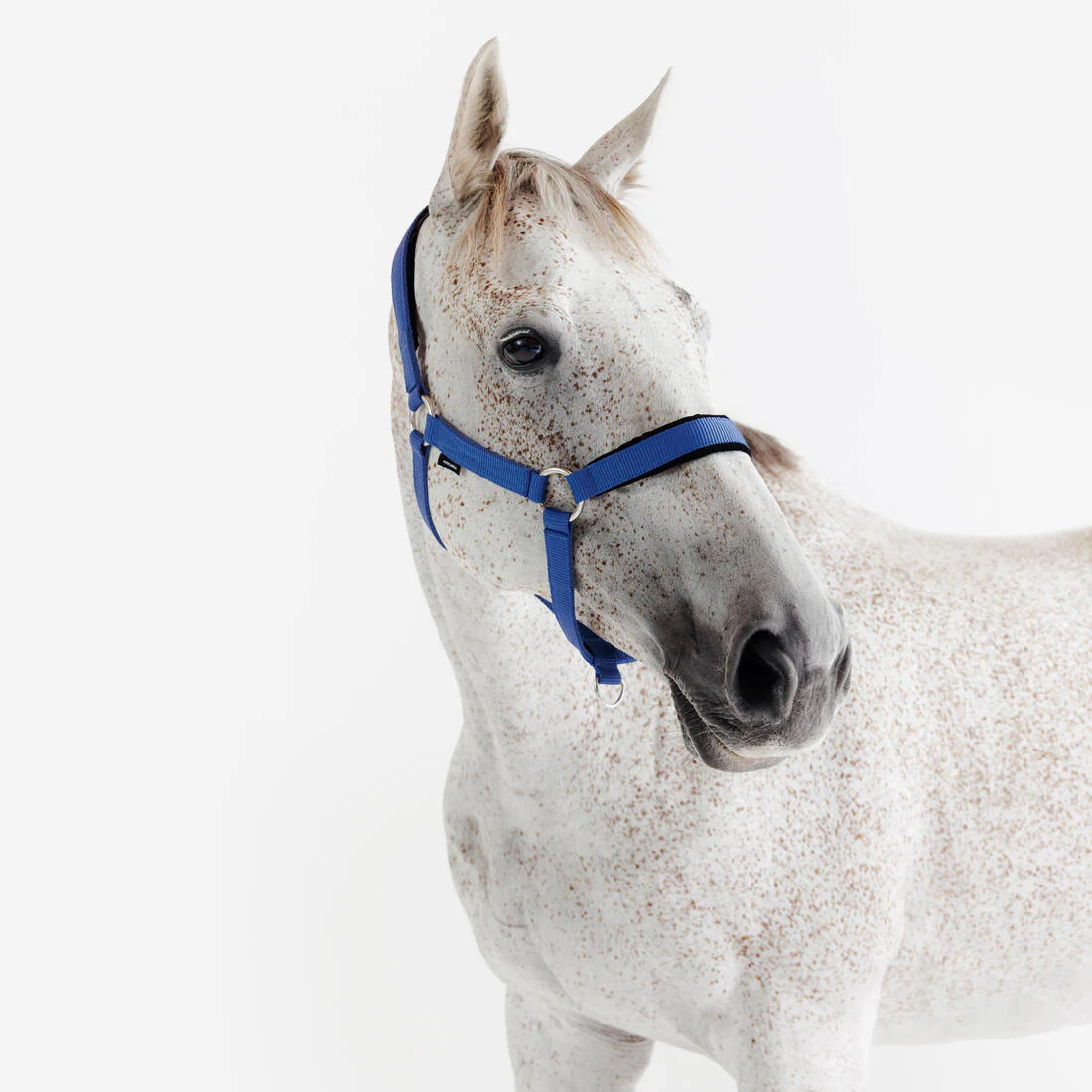 Cabezada Cuadra Equitación Caballo Azul Cometa Nobuk - Image 3