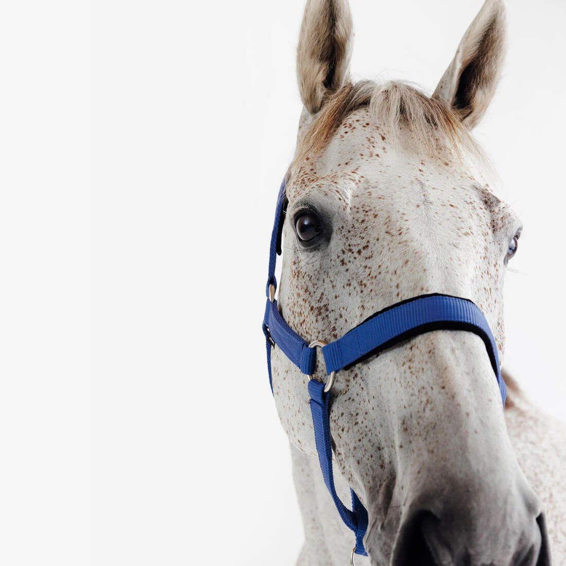 Cabezada Cuadra Equitación Caballo Azul Cometa Nobuk - Image 4